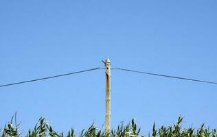 pólo com a elétrico poder linha contra a azul céu foto