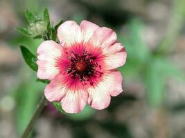 fechar-se do uma potentila nepalense flor, variedade roxana foto
