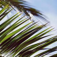 folhas de palmeira na primavera