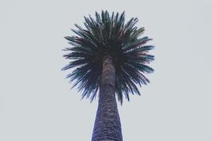 palmeira na natureza foto