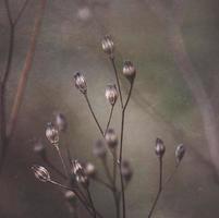 planta de flor seca no outono foto