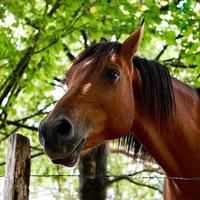 lindo retrato de cavalo marrom foto