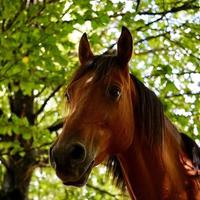 lindo retrato de cavalo marrom foto