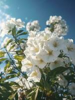 Primavera a cereja flores. vintage, com azul céu fundo, gerar ai foto