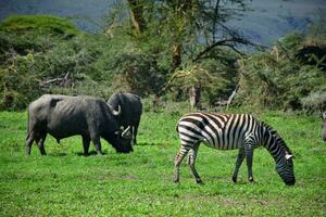 animal em selva foto