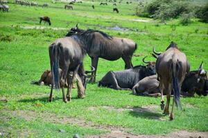 animal em selva foto