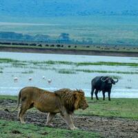 animal em selva foto