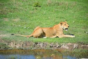 animal em selva foto