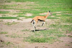 animal em selva foto