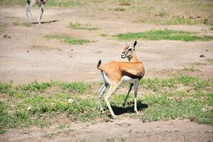 animal em selva foto