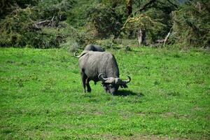 animal em selva foto