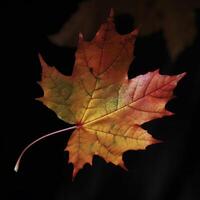 outono bordo sair dentro uma linha, vívido cores, ai generativo panorama ilustração em Preto fundo foto