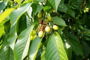 cerejas em a ramo do uma cereja árvore dentro a jardim. florescendo verde cerejas. foto