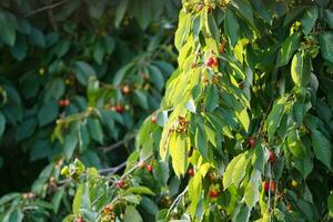 cereja árvore. florescendo cerejas em cereja árvore. verão vermelho suculento frutas. ensolarado dia. foto