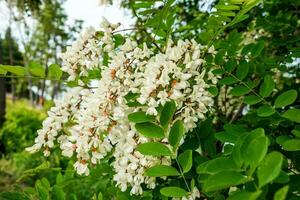 florescendo branco acácia flores dentro a jardim em uma Primavera dia. acácia árvore. foto