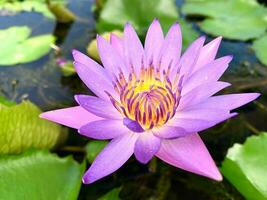 a roxa água lírio flor floresce dentro a lago, a roxa água lírio flor faz você sentir descansado, a roxa água lírio flor dá você a sentindo-me do ser dentro natureza. panorama fundo foto