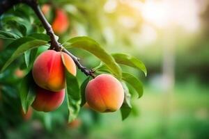 natural fruta. pêssegos crescendo em uma árvore dentro a verão. fresco pêssegos em árvore galhos. delicioso e saudável orgânico nutrição. jardim com amadurecido frutas. cópia de espaço. generativo ai. foto