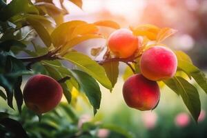 natural fruta. pêssegos crescendo em uma árvore dentro a verão. fresco pêssegos em árvore galhos. delicioso e saudável orgânico nutrição. jardim com amadurecido frutas. generativo ai. foto