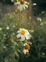 lindo branco margarida flor dentro a jardim. seletivo foco. foto