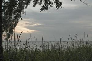 arbusto de espinheiro ao pôr do sol papel de parede foto