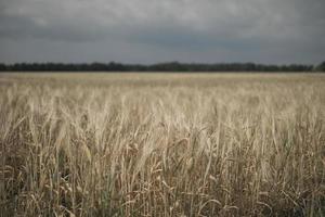 papel de parede de trigo de campo de centeio foto