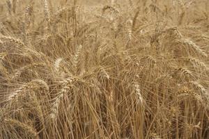 Campo de trigo de centeio com papel de parede de sol foto