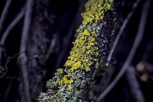 líquen em uma videira em uma floresta tropical de perto foto