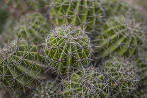 papel de parede de cactos verdes foto