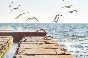 gaivotas voam sobre o cais no mar foto