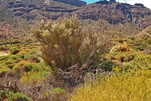 interessante original plantar crescendo em a declives do a teide vulcão em a espanhol canário ilha tenerife dentro fechar-se em uma caloroso verão dia foto