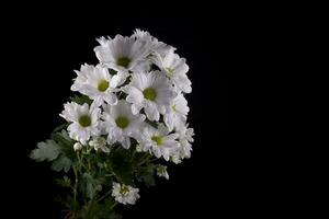 branco delicado decorativo flor crisântemo em uma Preto suave fundo foto