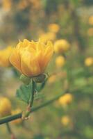 pequeno amarelo Primavera flor entre verde folhas em uma caloroso dia foto