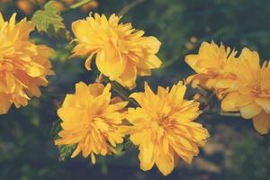 pequeno amarelo Primavera flor entre verde folhas em uma caloroso dia foto