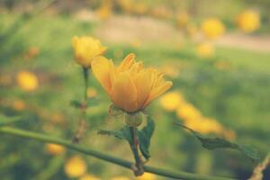 pequeno amarelo Primavera flor entre verde folhas em uma caloroso dia foto