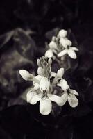 lindo interessante pequeno branco flores dentro a jardim dentro fechar-se foto