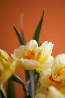 fechar-se do Primavera amarelo narciso flor em luz fundo foto