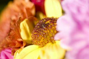 colorida delicado outono flores dentro uma ampla fechar-se dentro a caloroso brilho do sol foto