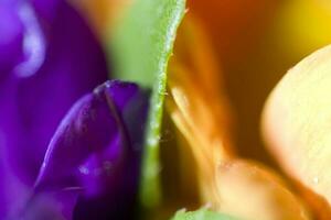 colorida delicado outono flores dentro uma ampla fechar-se dentro a caloroso brilho do sol foto