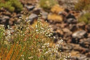 interessante original plantar crescendo em a declives do a teide vulcão em a espanhol canário ilha tenerife dentro fechar-se em uma caloroso verão dia foto