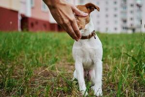 proprietário alimentação dele cachorro fora. jack Russel terrier comer Comida a partir de proprietário mão foto