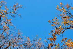 outono árvore com uma dourado folhas contra azul céu foto