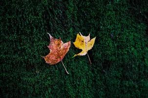 duas pequenas folhas amarelas de outono em musgo verde