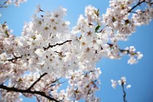 flores de cerejeira japonesas brancas no fundo do céu azul