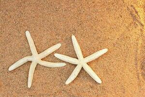 dois branco estrelas do mar em a de praia areia. férias, viagem, dia dos namorados dia, lua de mel, casamento. cópia de espaço foto