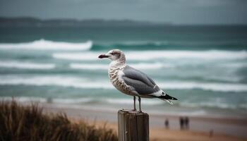 gaivota em pé em molhado areia, olhando Fora gerado de ai foto