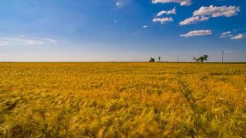 um enorme campo de trigo de cor amarela foto