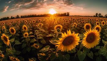 girassol flores dentro vibrante amarelo Prado às pôr do sol gerado de ai foto