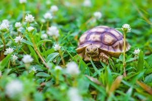 a tartaruga suzuka está caminhando na grama