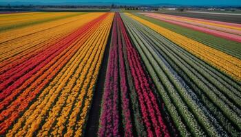 vibrante tulipas dentro uma linha, holandês beleza gerado de ai foto