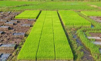 campos de arroz e mudas recém-plantadas foto